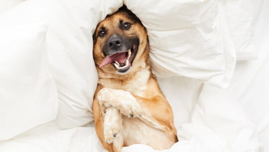 Dog-Upside-Down-in-Bed-Blog-Hero